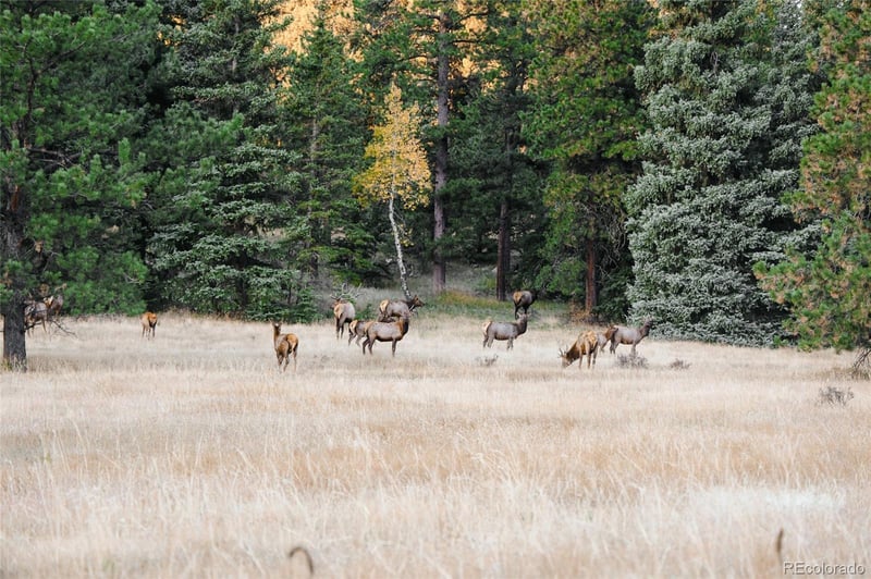 Upper Bear Creek Rd, Evergreen, CO 80439