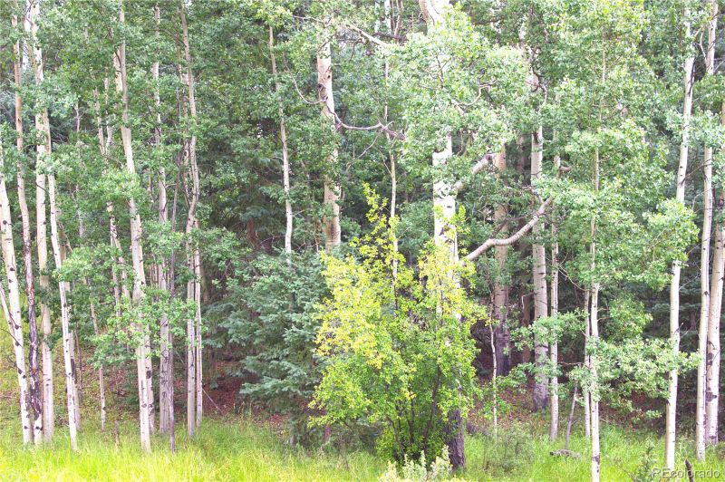 344 Grey Eagle Dr, Cripple Creek, CO 80814