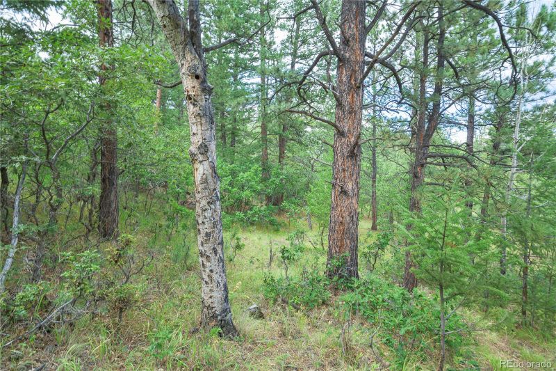 18990 Bellanca Cir, Weston, CO 81091