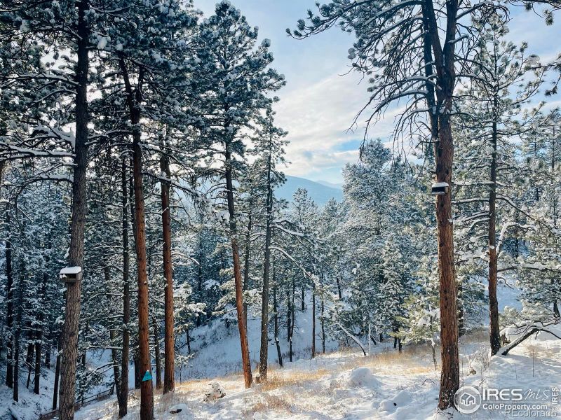 4786 Forest Hill Rd, Evergreen, CO 80439