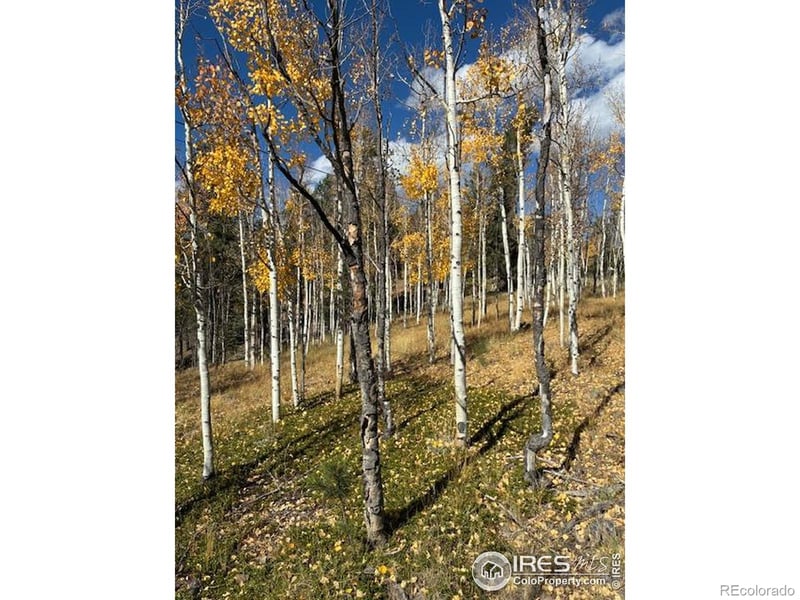 85 Remwood Cir, Divide, CO 80814