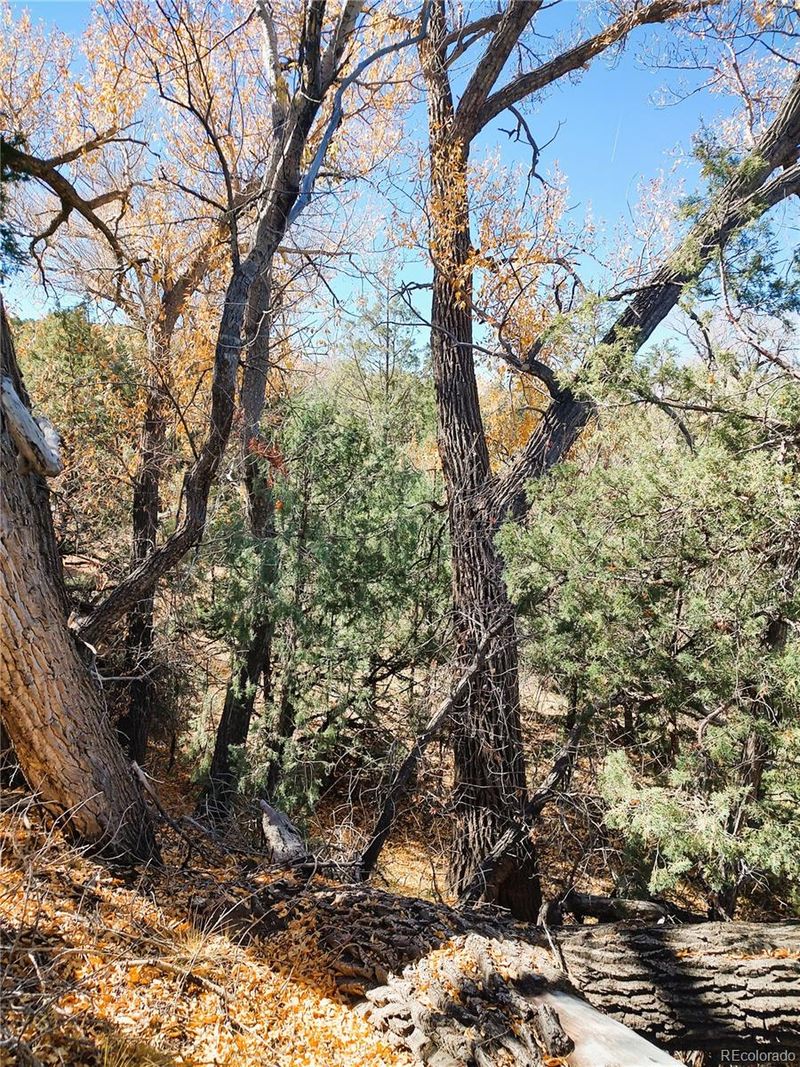 Indian Creek Rd, Fort Garland, CO 81133