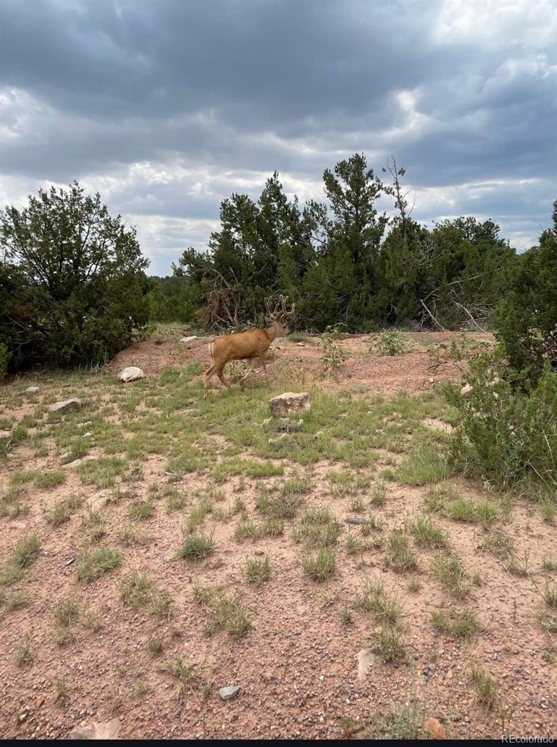 6179 84 County Rd, Florence, CO 81226