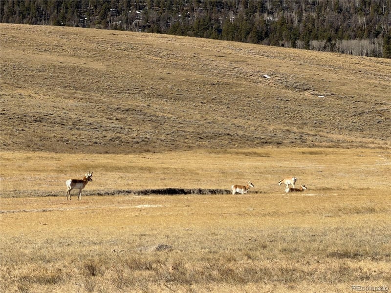 3 Ranch Lot 3, Hartsel, CO 80449