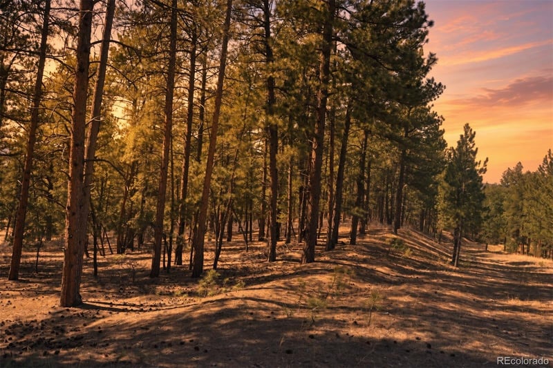 Wood Sorrel Rd, Larkspur, CO 80118