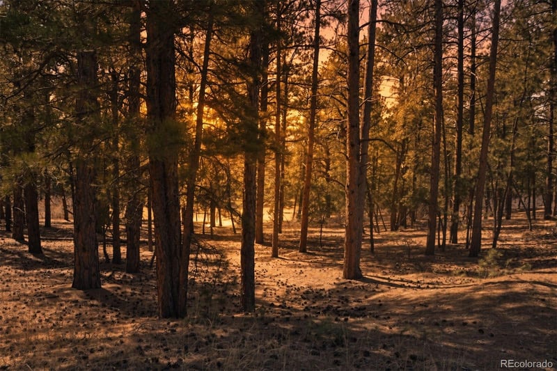 Wood Sorrel Rd, Larkspur, CO 80118