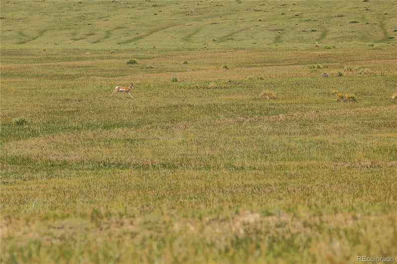 0 Wendling Trail Lot 50 Lot 50, Kiowa, CO 80117