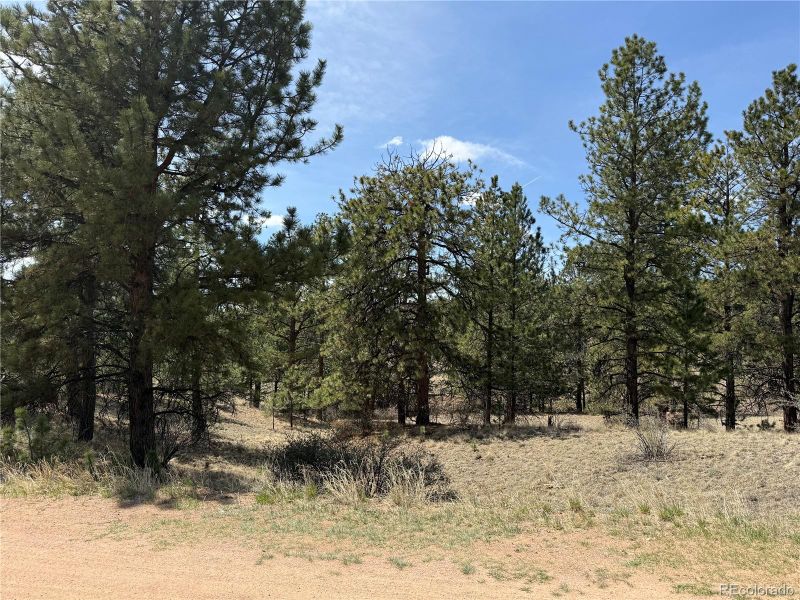 99 Cheyenne Way, Florissant, CO 80816
