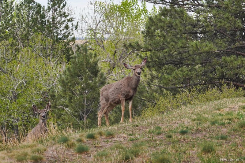 2846 Middle Fork Rd Lot 3, Boulder, CO 80302