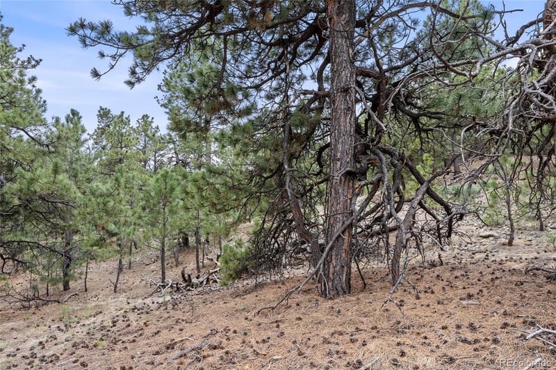 8653 N Teacup Rd, Elbert, CO 80106