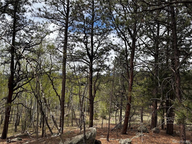 210 Crescent Dr, Florissant, CO 80816