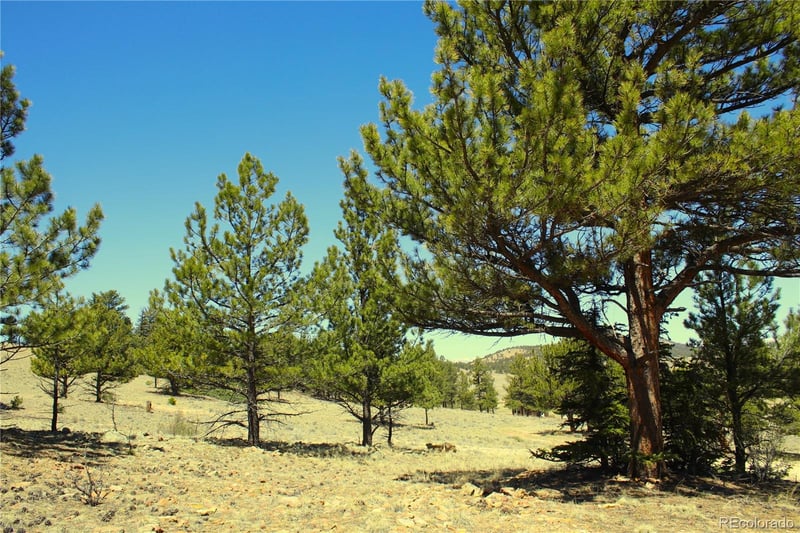 12451 Us 24, Hartsel, CO 80449
