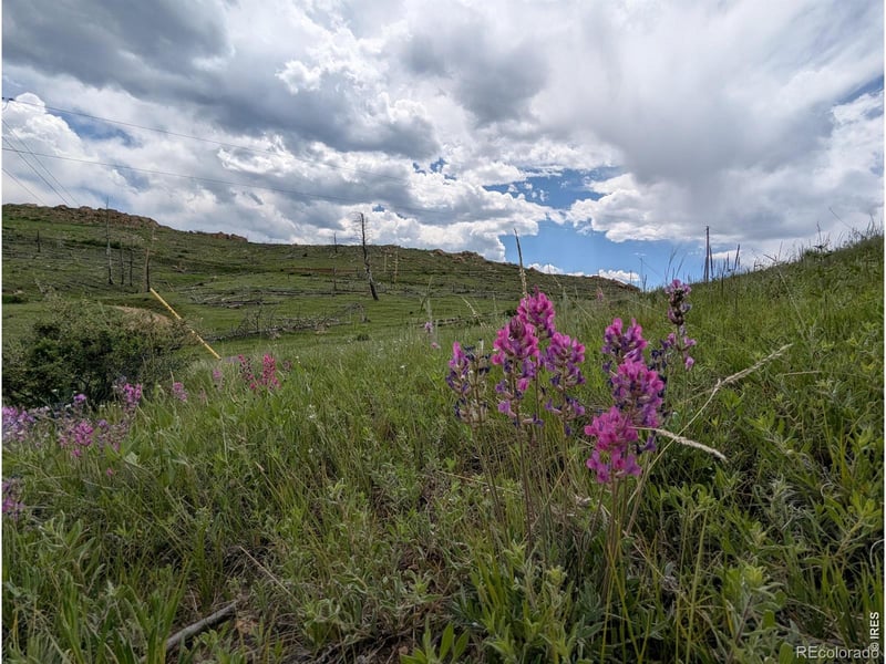 598 Mount Mcconnell Dr, Livermore, CO 80536