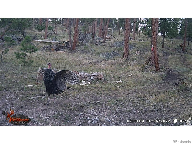 0 Old Camp Rd, Bellvue, CO 80512