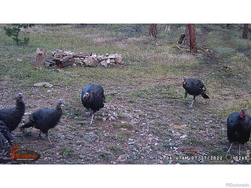0 Old Camp Rd, Bellvue, CO 80512