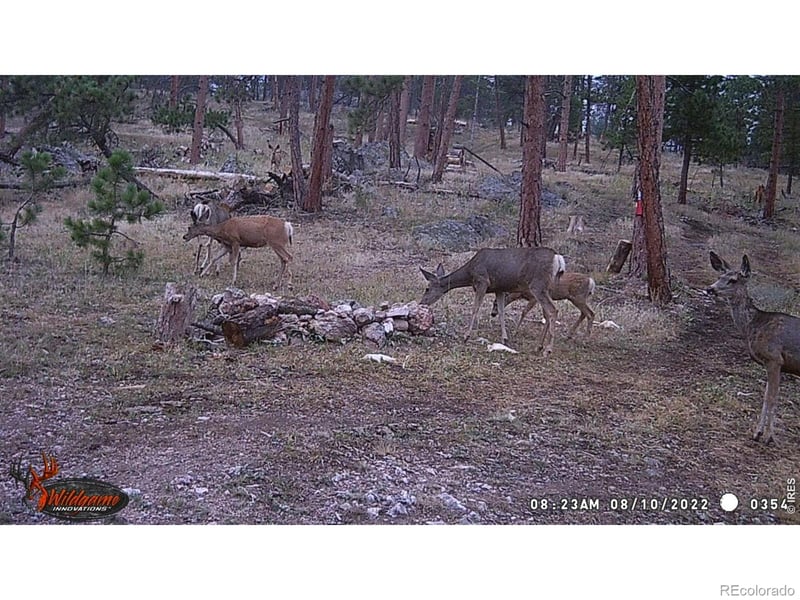 0 Old Camp Rd, Bellvue, CO 80512