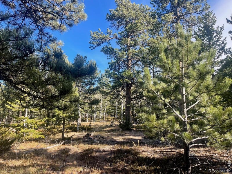 399 N Skinner Rd, Allenspark, CO 80510