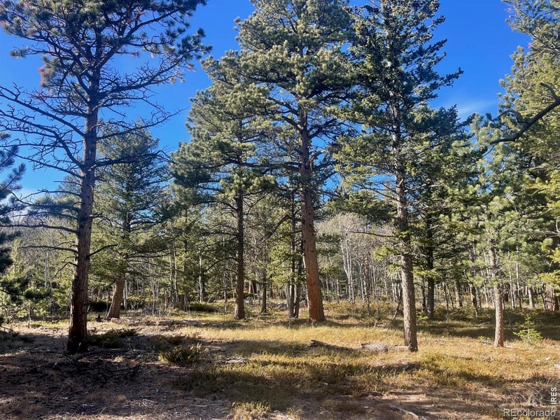 399 N Skinner Rd, Allenspark, CO 80510