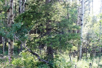 Lot 028 Sunflower Ln Lot 28, Black Hawk, CO 80422