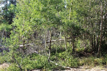 Lot 028 Sunflower Ln Lot 28, Black Hawk, CO 80422