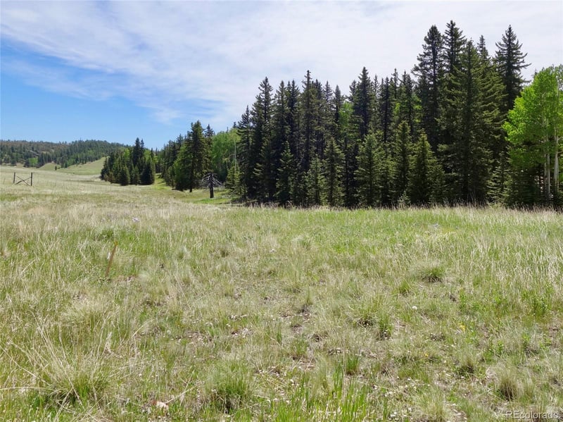 307 Pinaceae Hts, Divide, CO 80814
