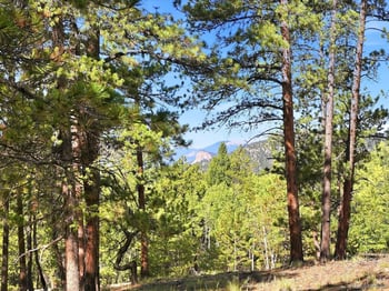 000 Molly Dr, Conifer, CO 80433