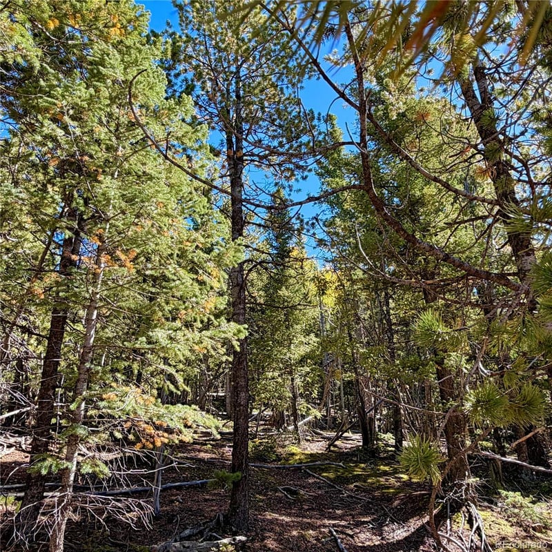 624 Witherite Dr, Divide, CO 80814