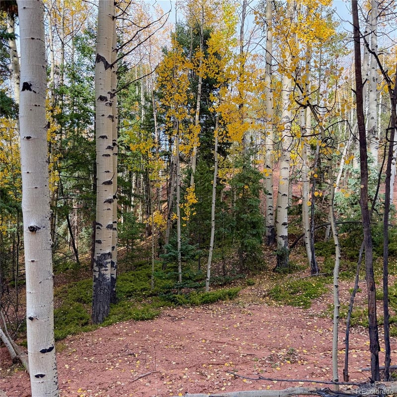 1341 Calcite Dr, Divide, CO 80814