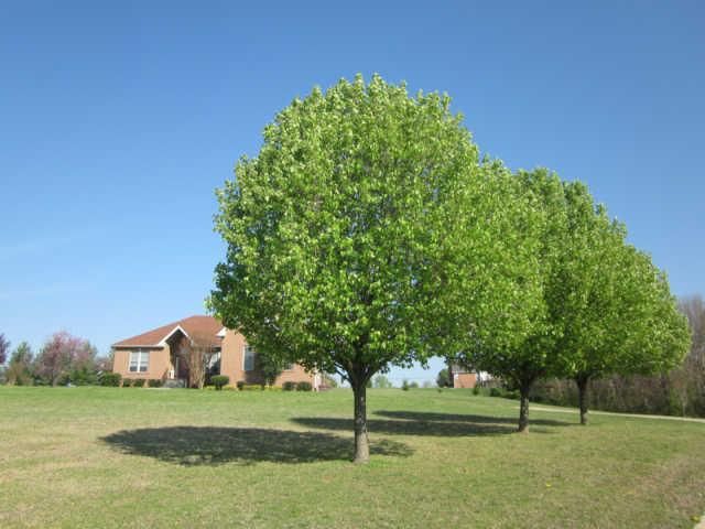 1008 Nuway Dr, Pleasant View, TN 37146