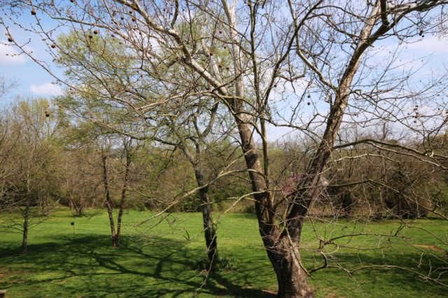 1120 Blue Springs Rd, Franklin, TN 37069