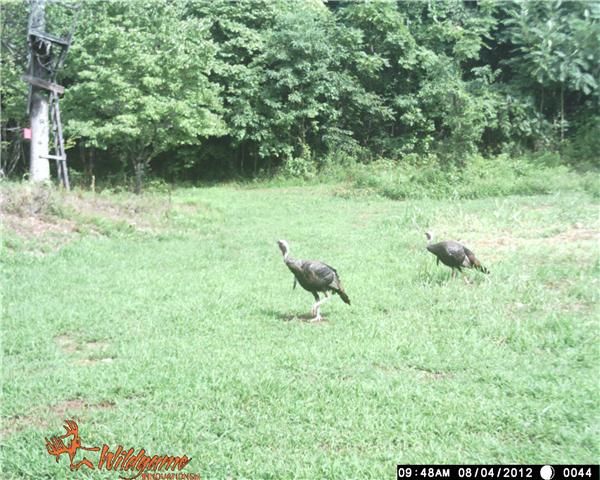730B Rogues Fork Rd, Bethpage, TN 37022