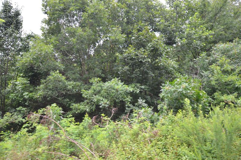 2664 Morgan Rd, Joelton, TN 37080