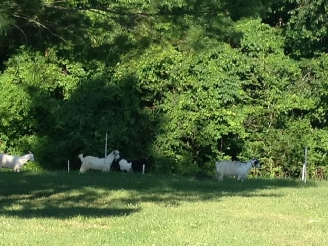 386 Dowdy Rd, Dickson, TN 37055
