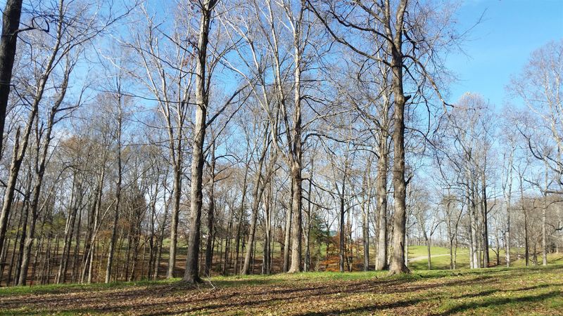 1 Barnhill Rd Lot #1, Primm Springs, TN 38476