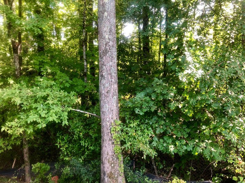 1385 E Nir Shreibman Blvd, La Vergne, TN 37086