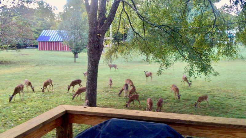 1968 Bakers Grove Rd, Hermitage, TN 37076
