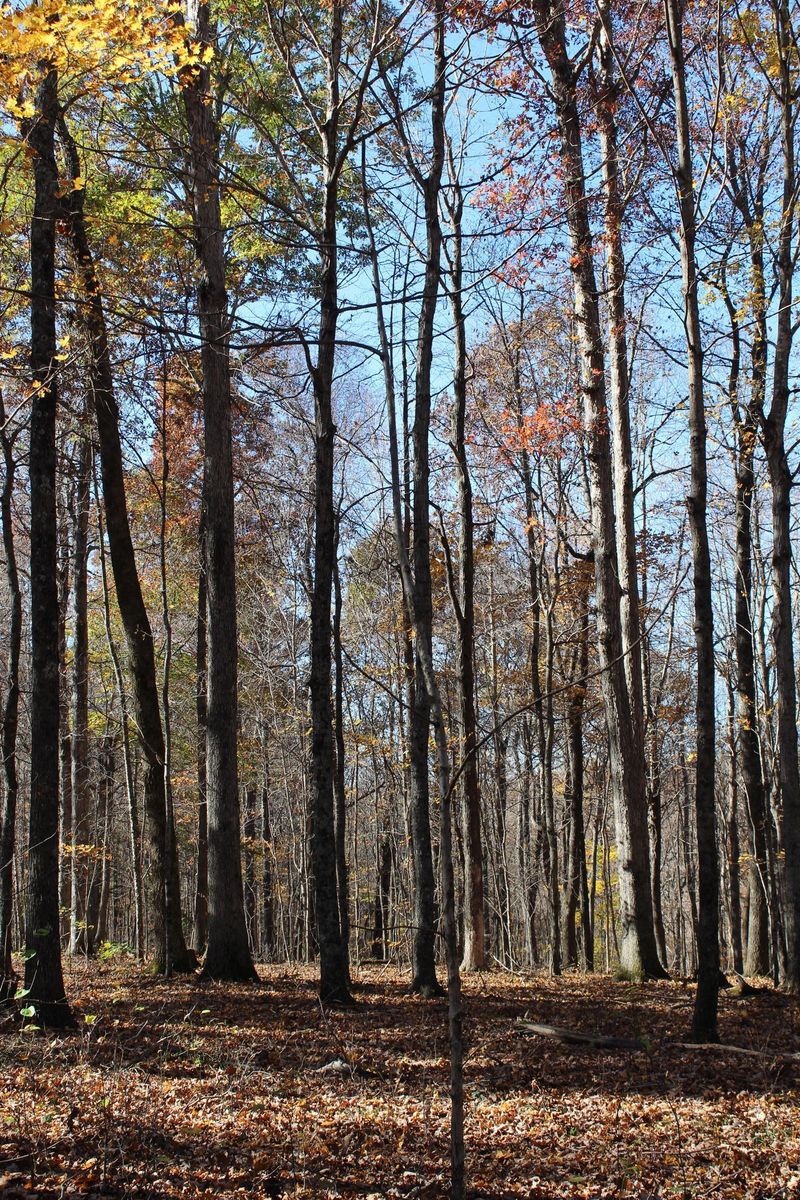 0 Maysville Rd, Dickson, TN 37055