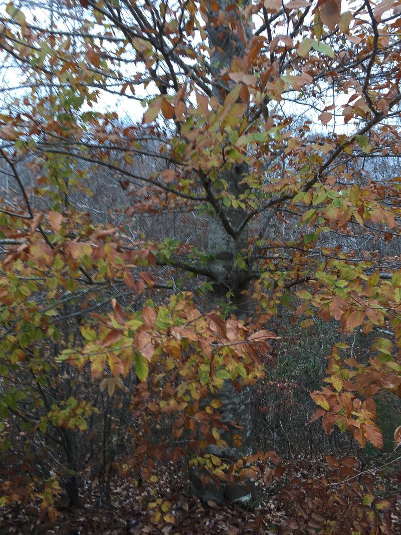 0 Coach Dr, White Bluff, TN 37187