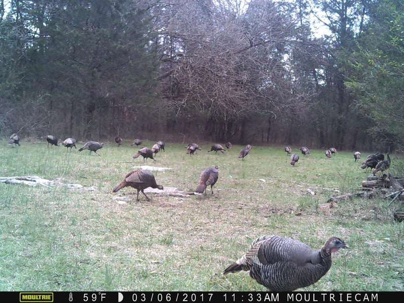 0 Browns Mill Rd, Lascassas, TN 37085