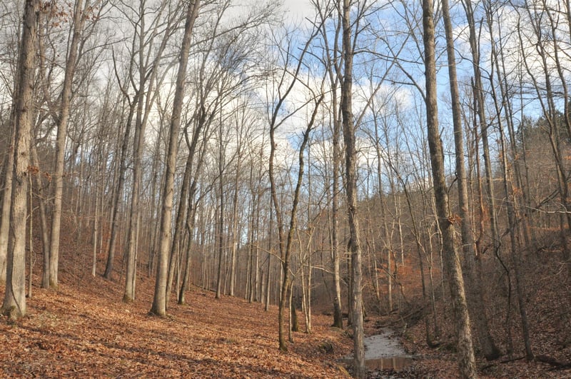 0 Rockdale Trace Rd, Summertown, TN 38483