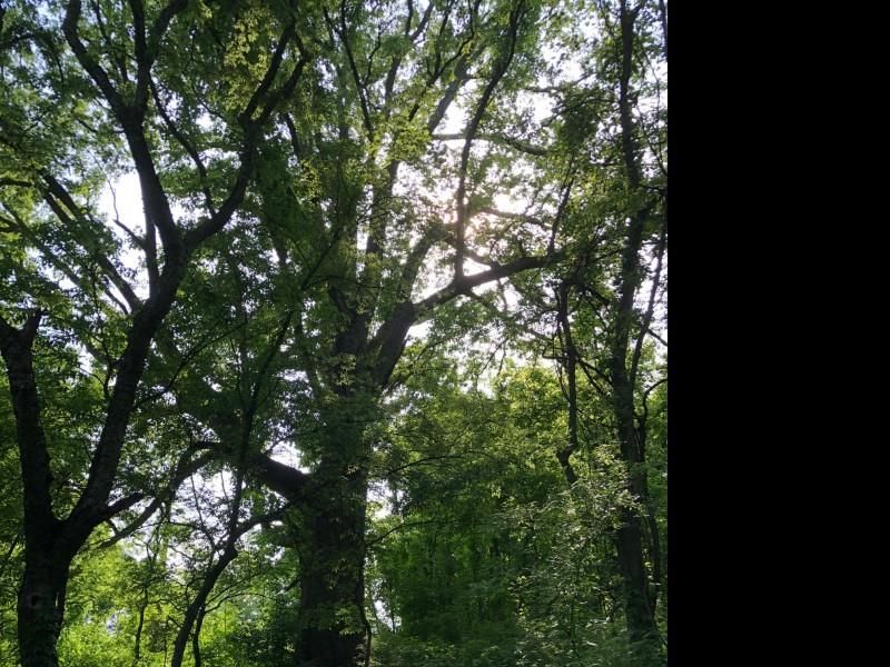 1235 Saddle Springs Dr, Thompsons Station, TN 37179