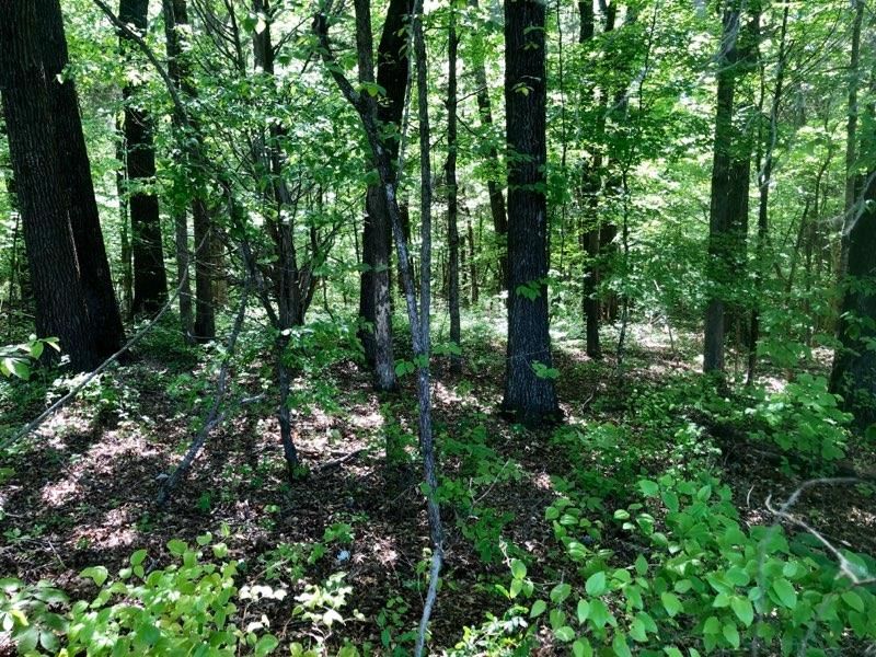 0 Liberty Rd, Charlotte, TN 37036