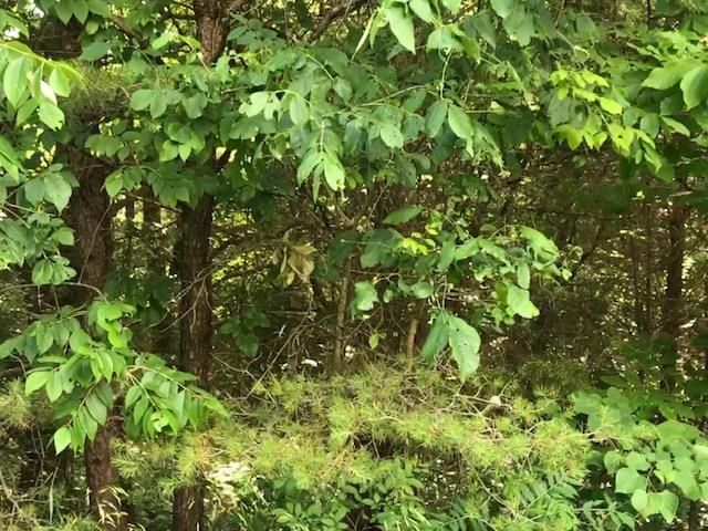 0 Griffintown, White Bluff, TN 37187