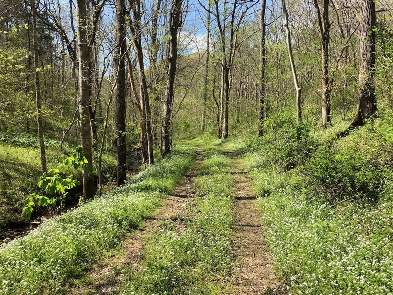 153 Big Creek Rd, Pleasant Shade, TN 37145