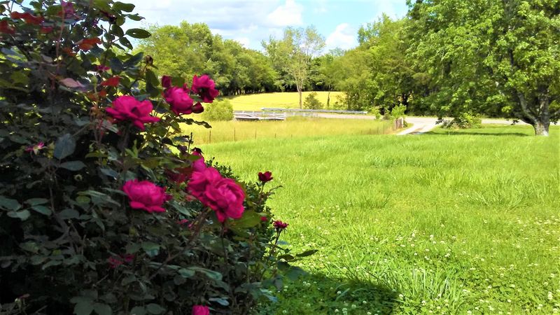 4663 Scott Hollow Rd, Culleoka, TN 38451