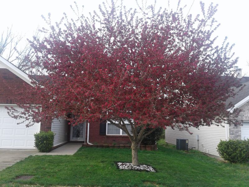 1036 Shire Dr, Antioch, TN 37013