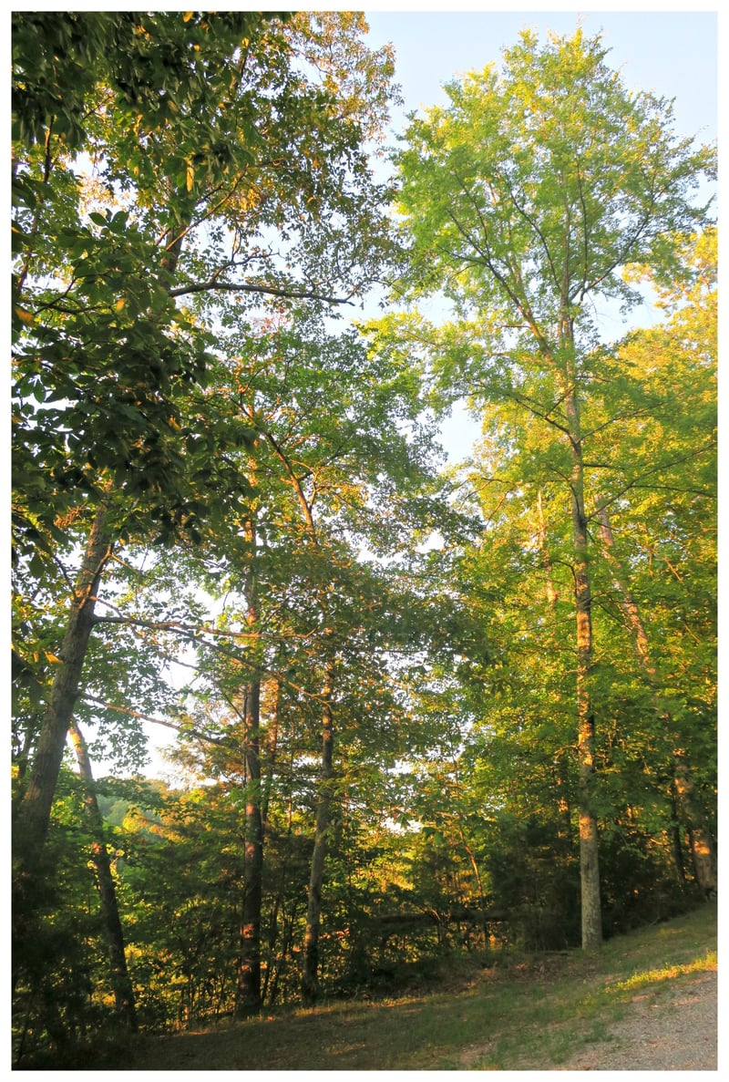 0 E Kingston Springs Rd, Pegram, TN 37143