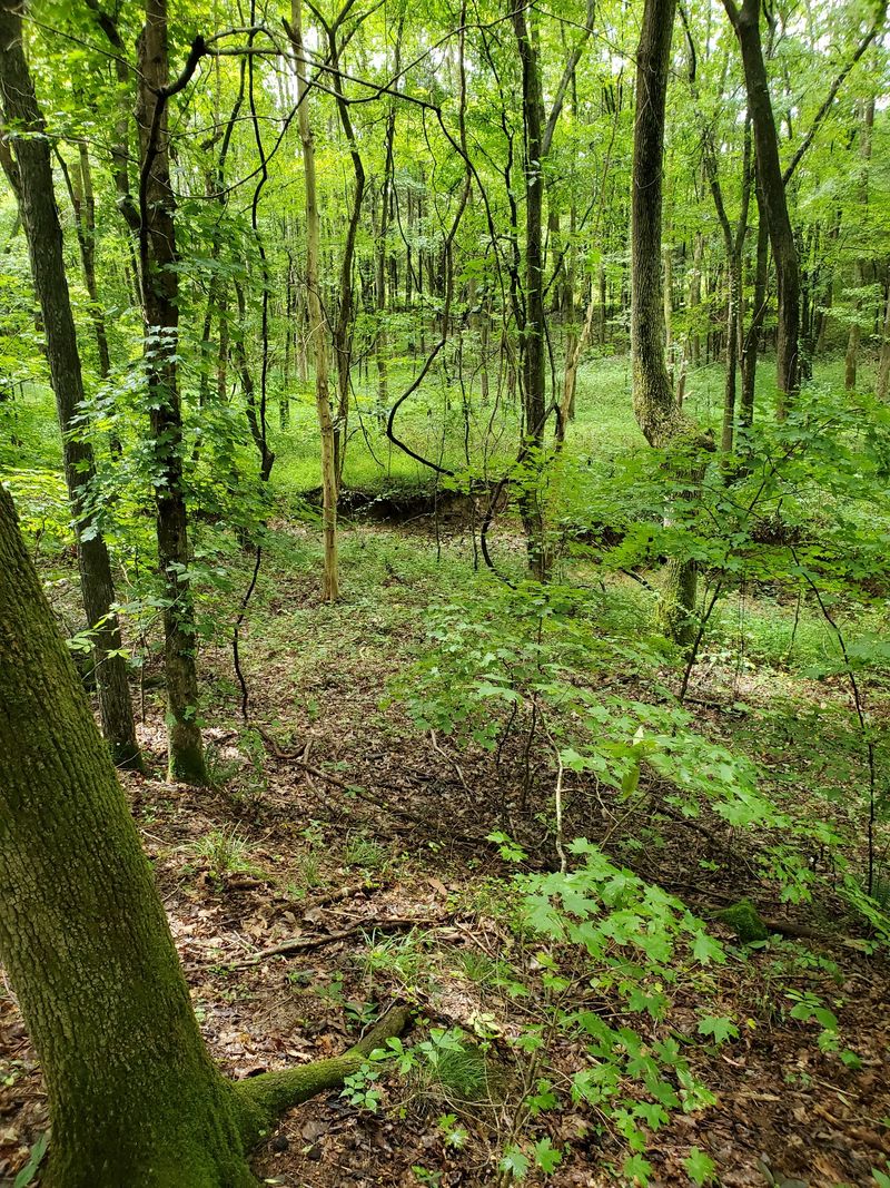 0 Robert Elliot Rd, Cedar Hill, TN 37032
