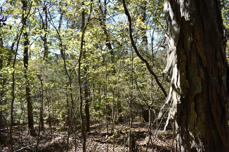 0 Bear Wallow Gap Ln, Carthage, TN 37030