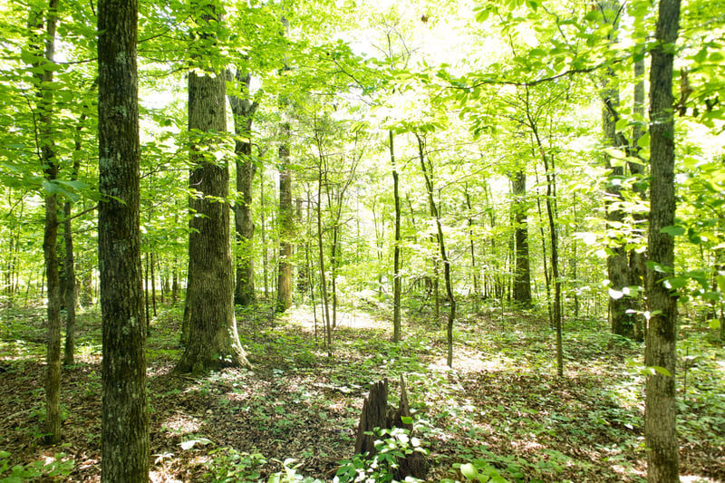 5929 Davis Hollow Rd, Franklin, TN 37064